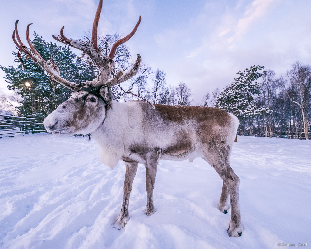 110117, Jukkasjärvi, Kiruna, Lappland, Norrbotten, Nutti Sami Siida