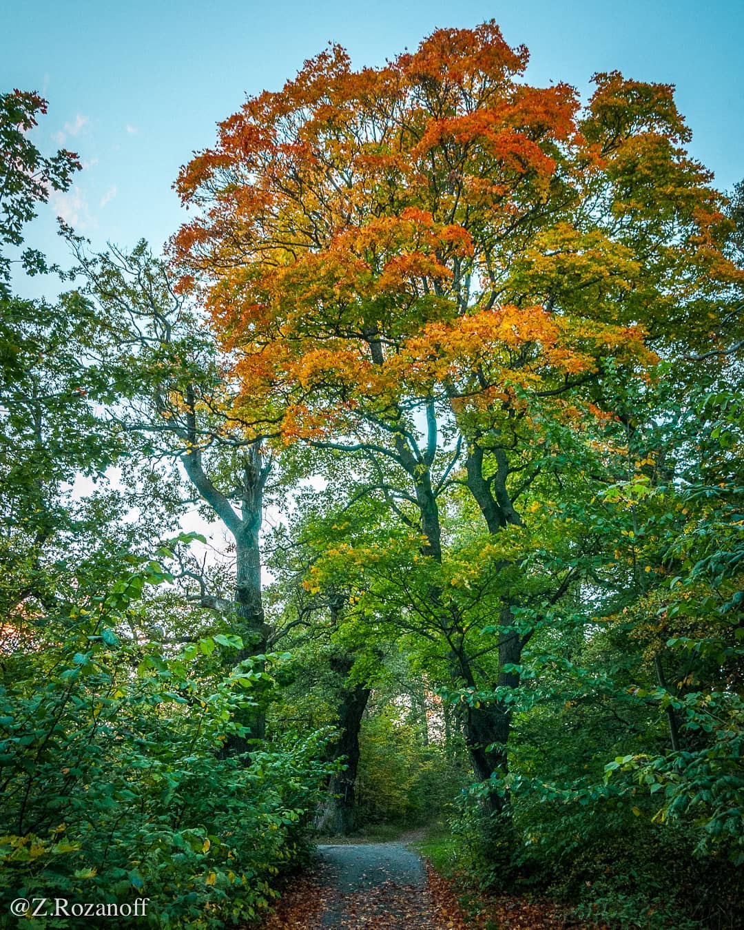 Djurgården,